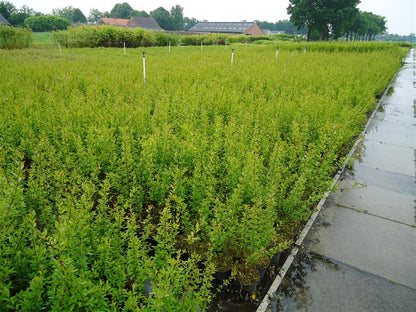 Vintergrön liguster - Ligustrum vulg. &