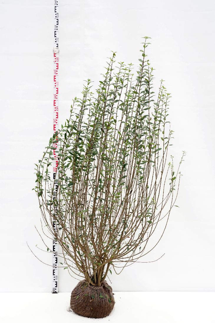 Ligustrum vulg. &
