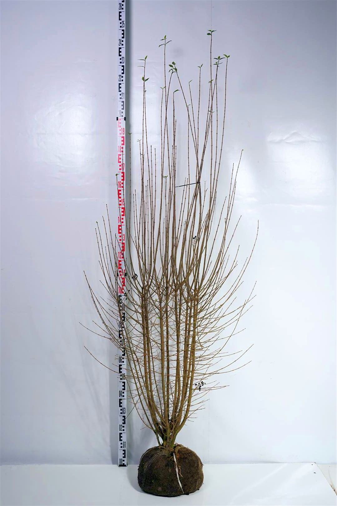 Ligustrum vulg. &