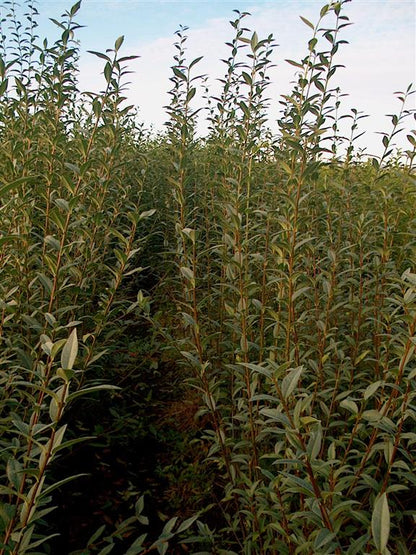 Ligustrum vulgare 60-100 cm