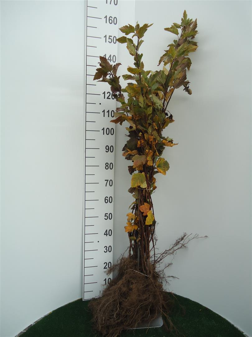Physocarpus opulifolius 1+1 60-100 cm