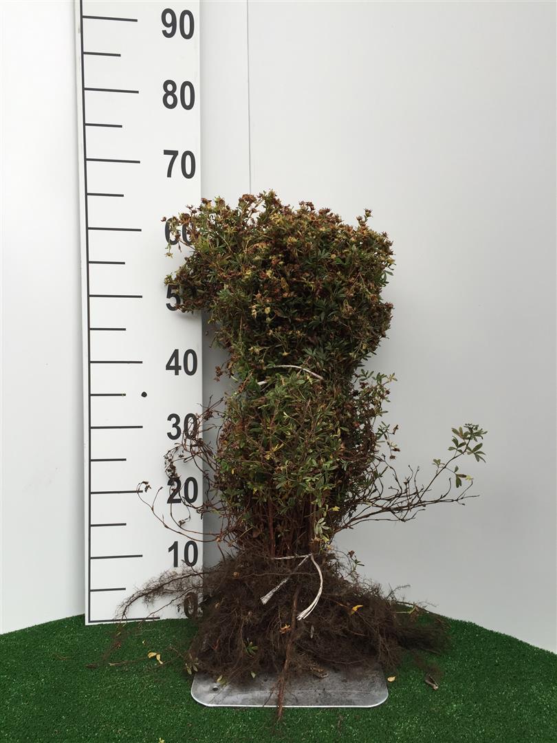 Potentilla f. &