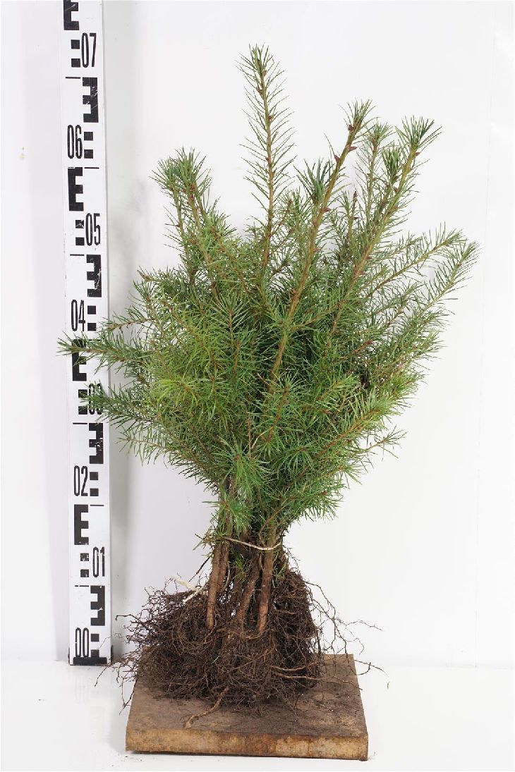 Pseudotsuga menziesii 1+1 30-50 cm
