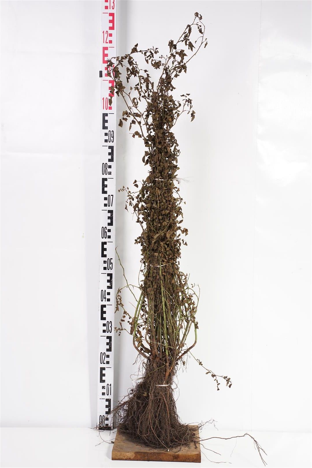 TW-2802102