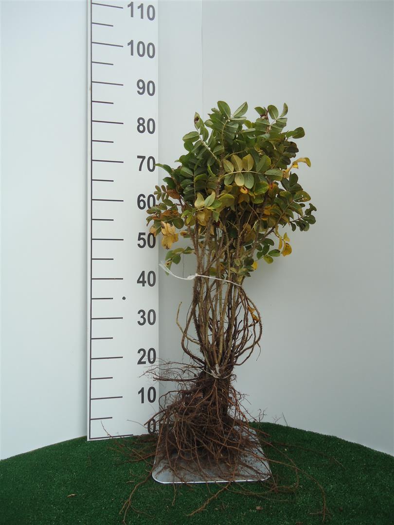 Rosa rugosa 40-60 cm