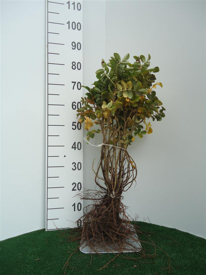 Rosa rugosa 40-60 cm