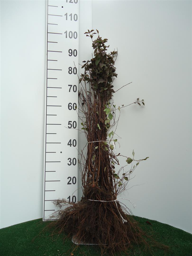 Spiraea vanhouttei 0+1 40-60 cm
