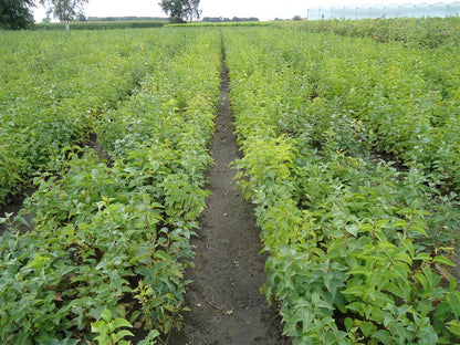 Syringa vulgaris 1+2 60-80 cm