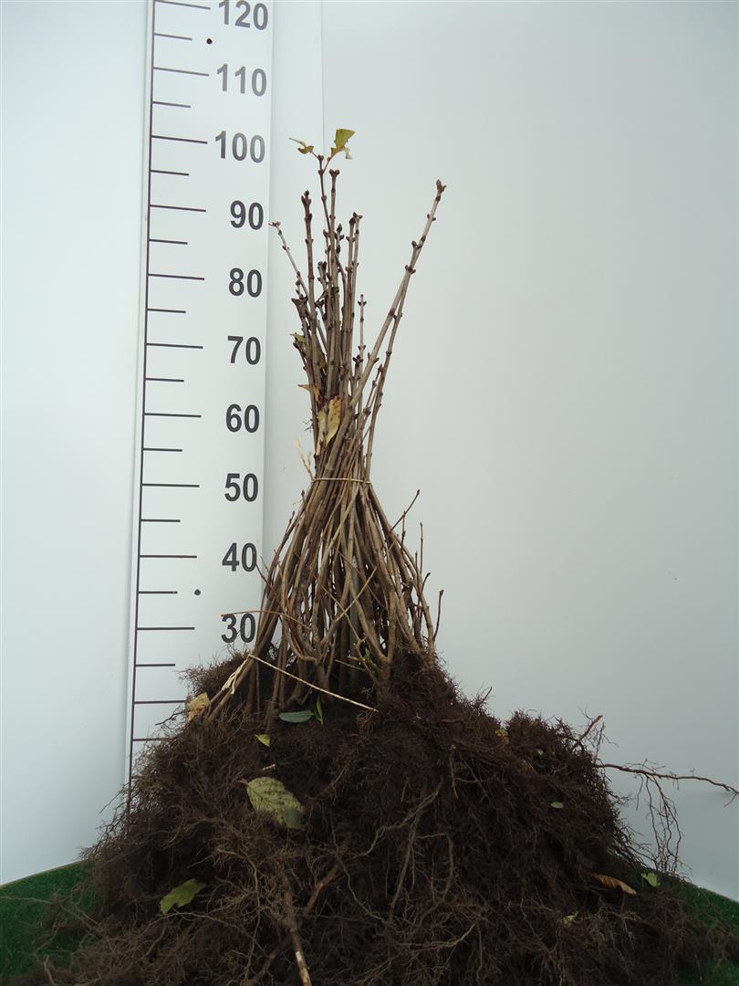 Syringa vulgaris (vanlig syren) 40-60 cm