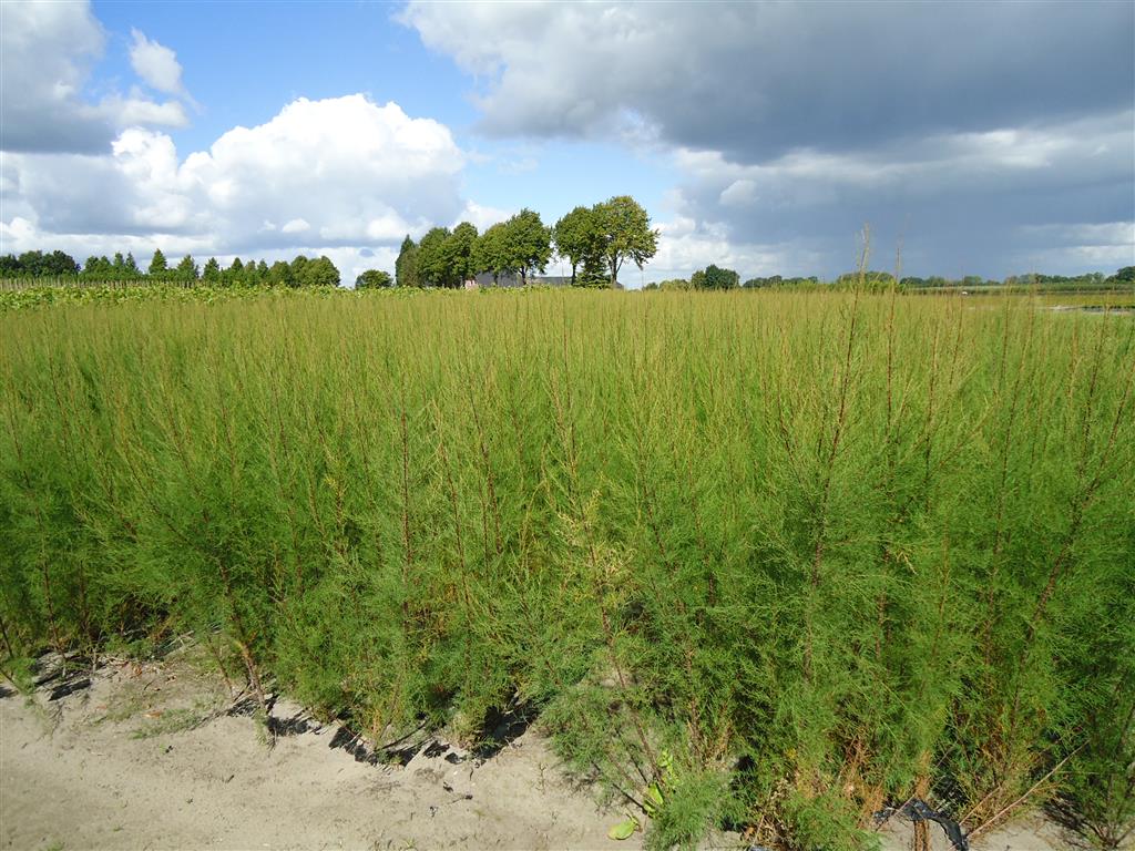 Tamarix tetrandra 60-80 cm