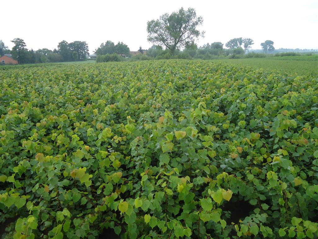 Tilia cordata C7,5 (7,5 liters kruka) 200-250 cm