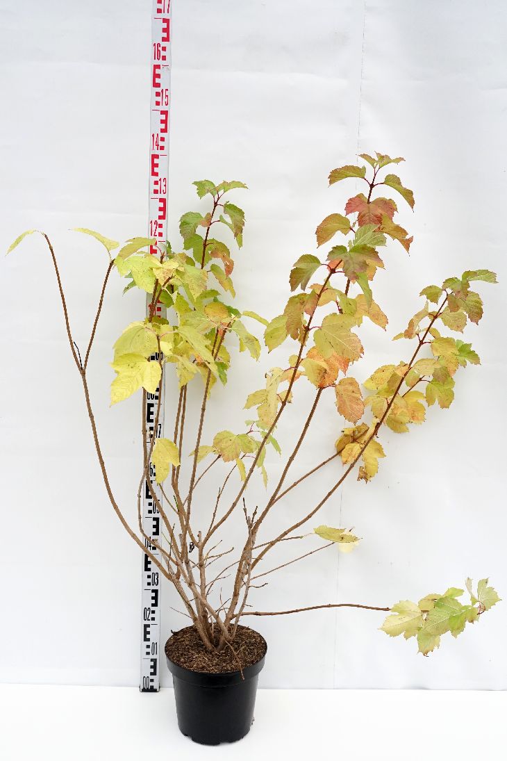Viburnum opulus C7,5 (7,5 liters kruka) 100-125 cm