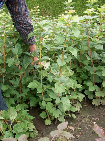 Viburnum opulus 80-100 cm