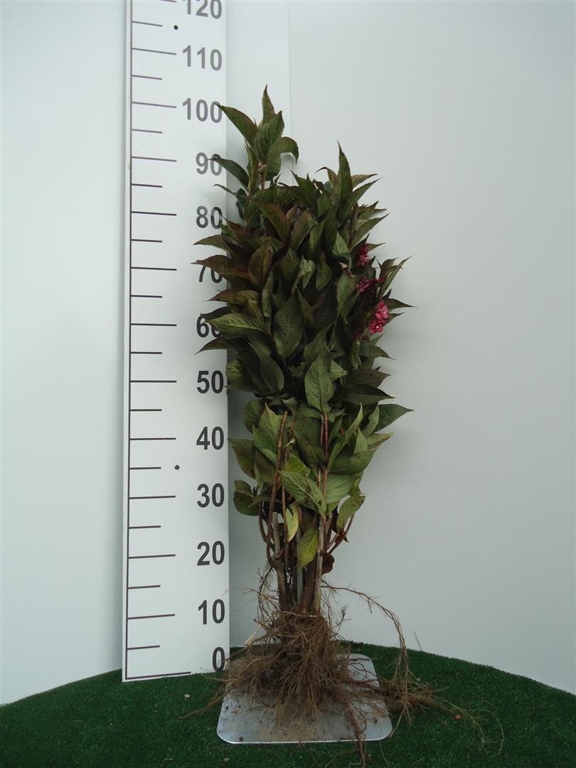 Weigela &