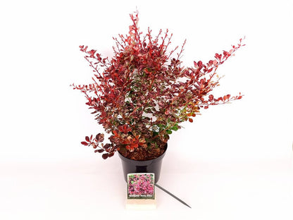 Berberis thunb. &