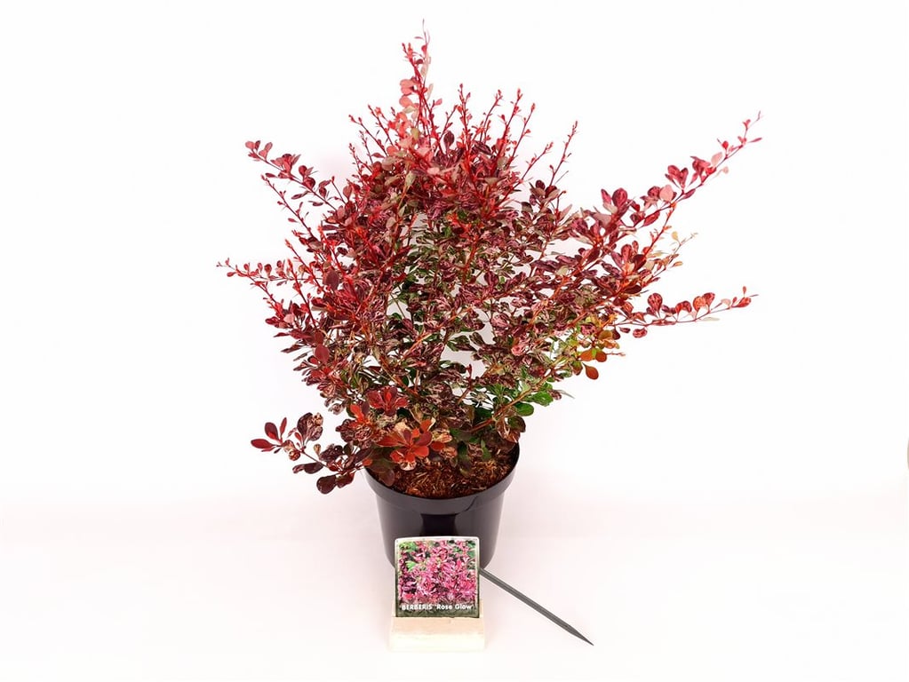 Berberis thunb. &