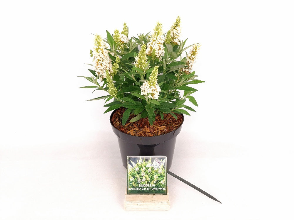 Buddleja d. &