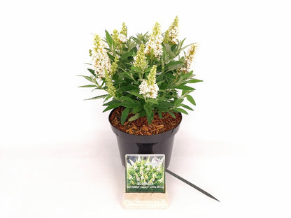 Buddleja d. &