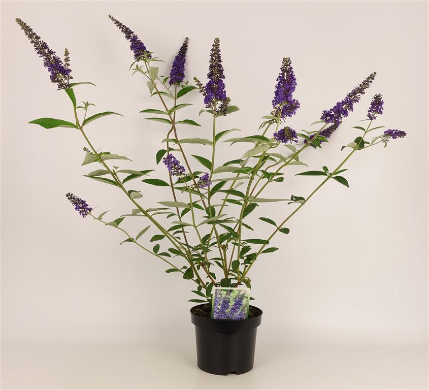 Buddleja d. &