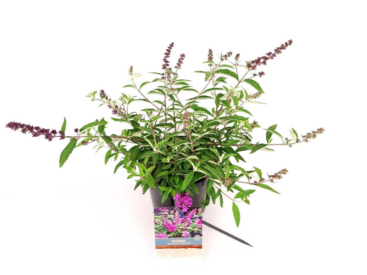 Buddleja davidii &