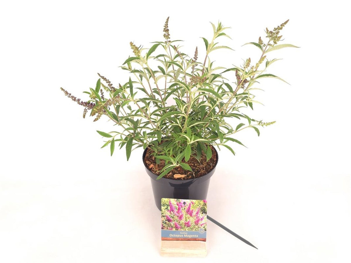 Buddleja d. &