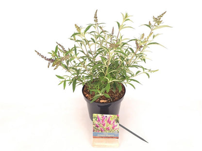 Buddleja d. &