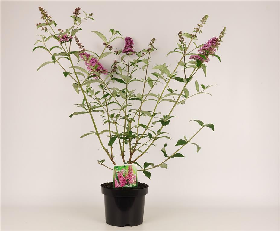 Buddleja davidii &