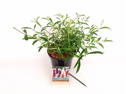 Buddleja d. &