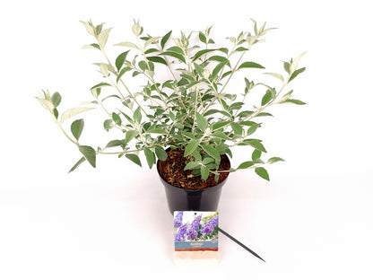 Buddleja &