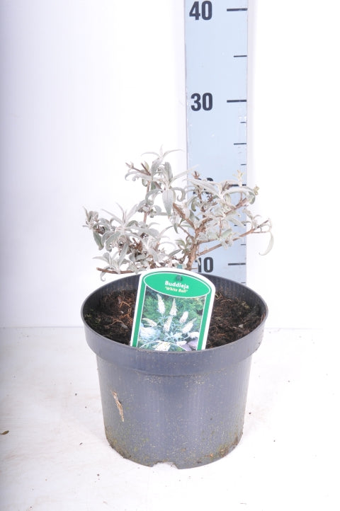 Buddleja davidii &