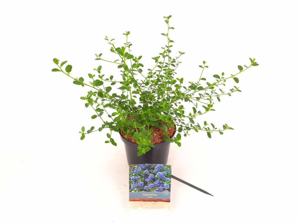 Ceanothus thyrsiflorus repens C2 (2 liters kruka) 20-30 cm