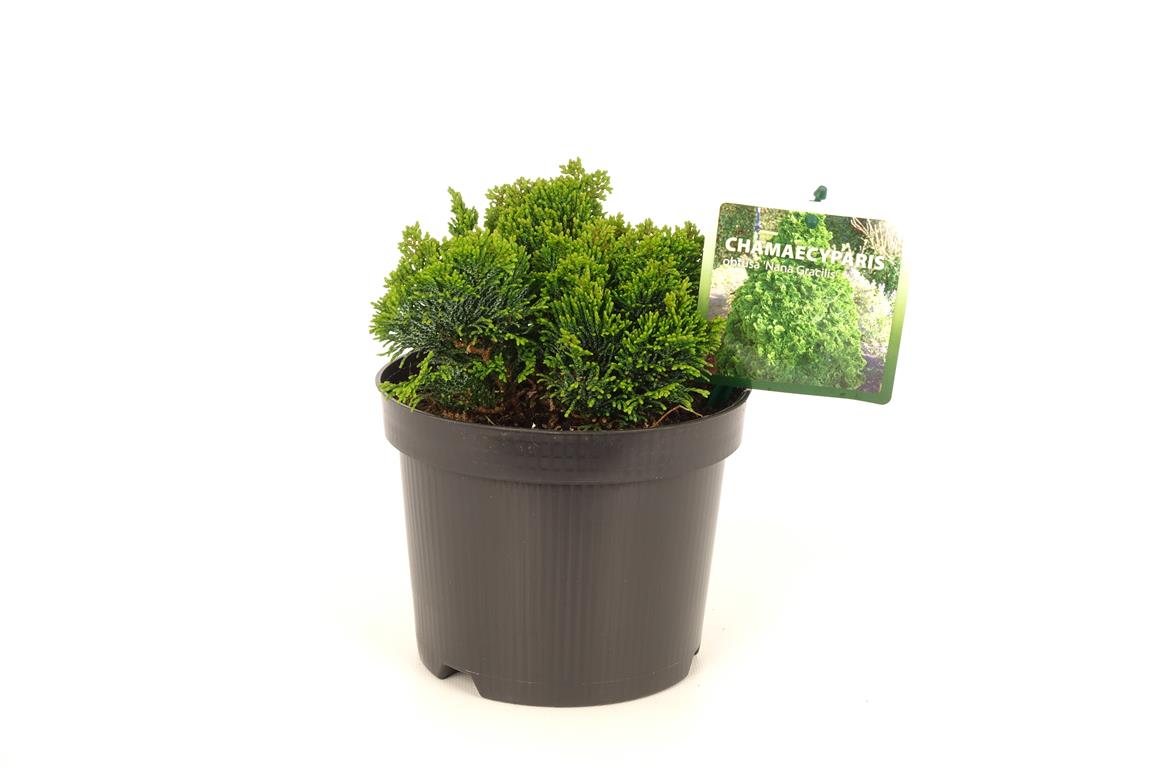 Chamaecyparis obtusa &