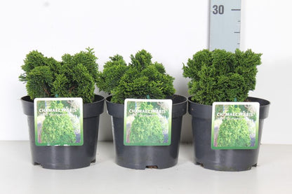 Chamaecyparis obtusa &