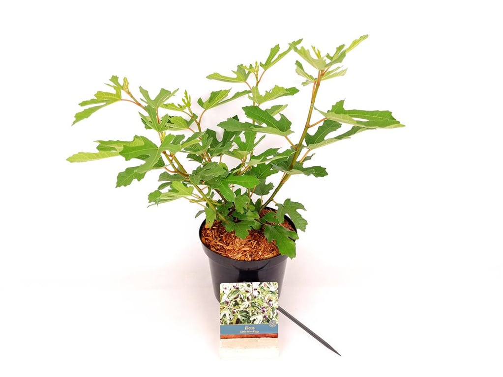 Ficus car. &
