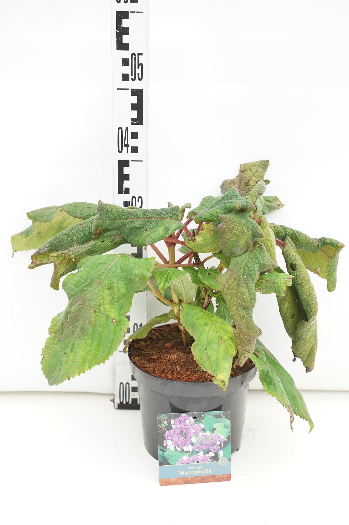 Hydrangea aspera &