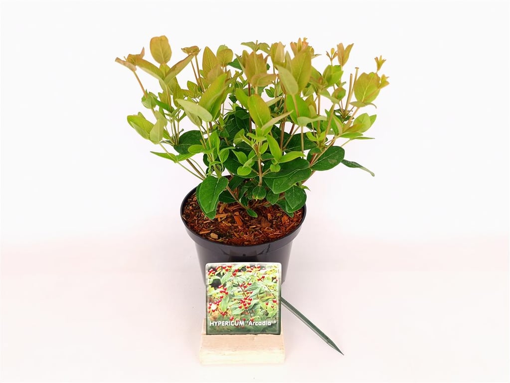 Hypericum inodorum &