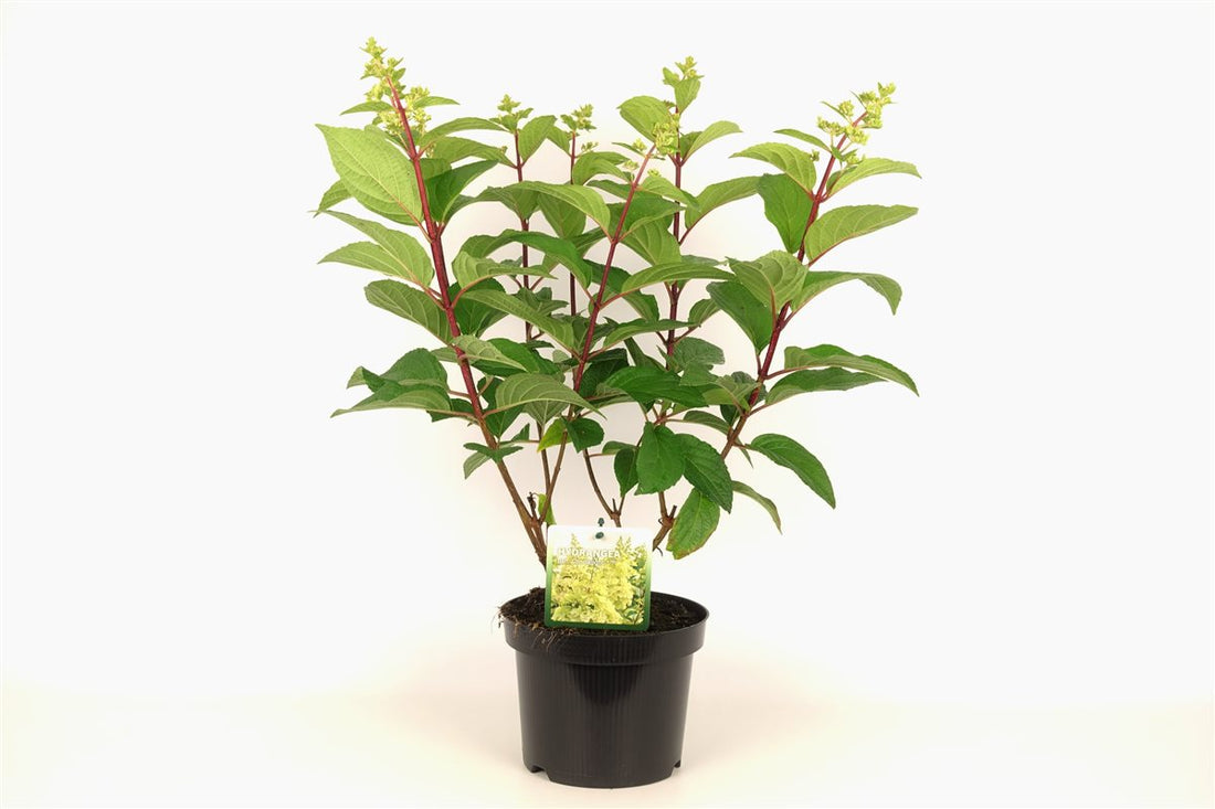 Vipphortensia Hydrangea pan. &
