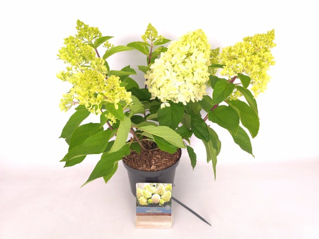 Vipphortensia - Hydrangea paniculata &