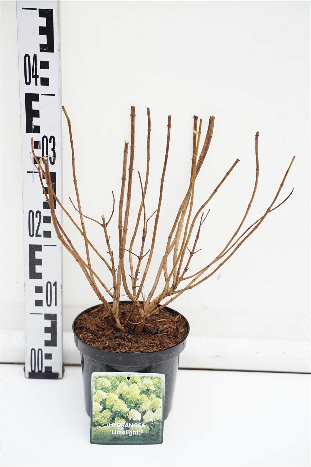 Hydrangea paniculata &