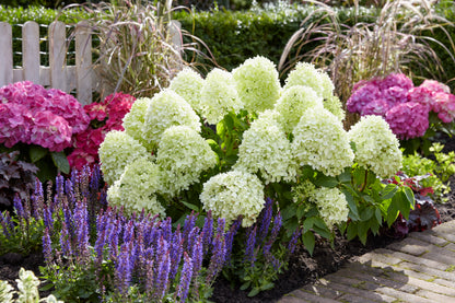 Hydrangea pan. &