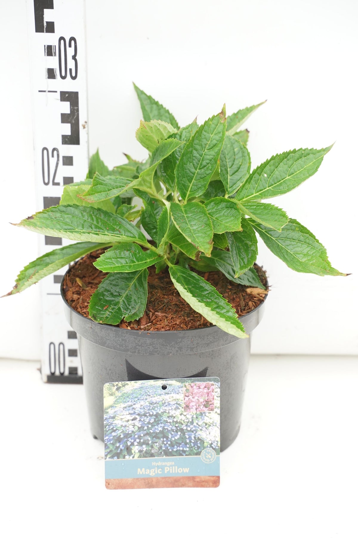 Hydrangea serrata &
