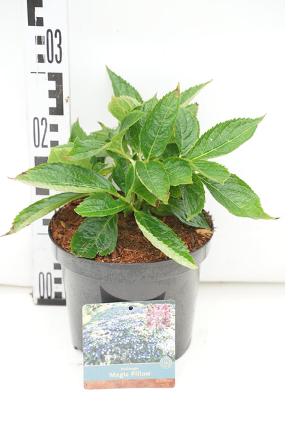 Hydrangea serrata &