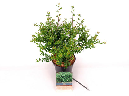 Ilex crenata &
