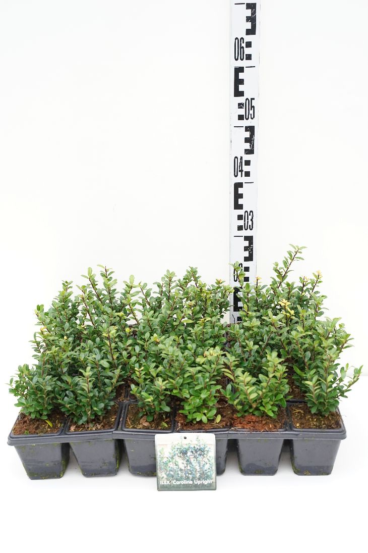 Japansk järnek Ilex crenata &