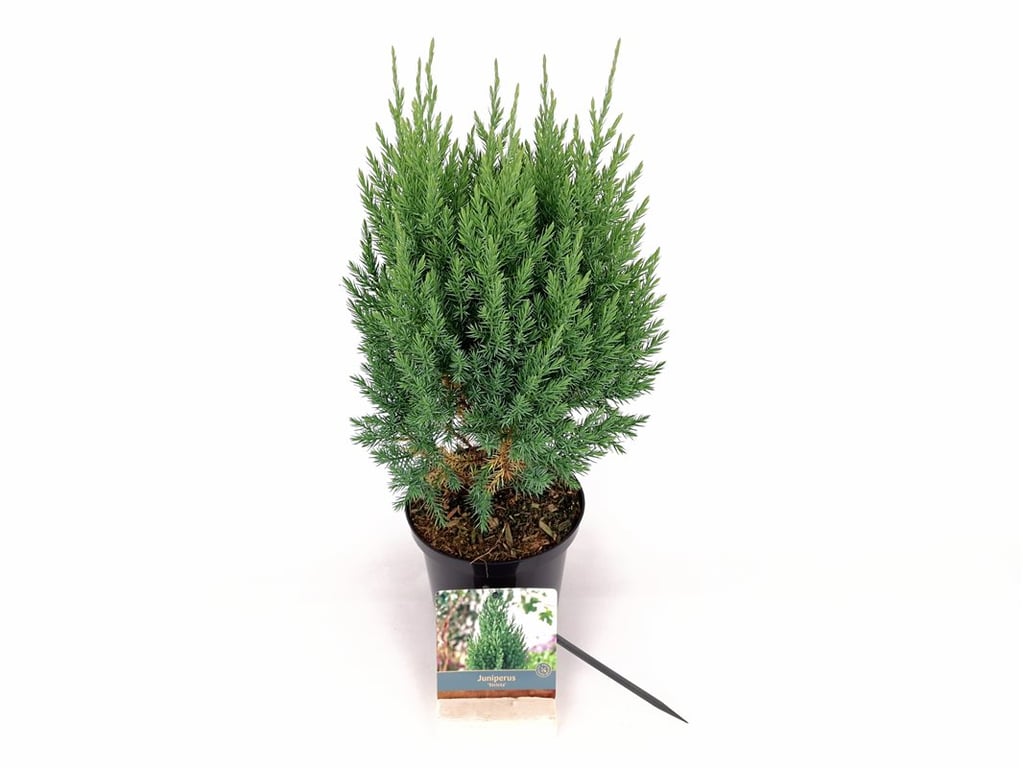 Juniperus chinensis &