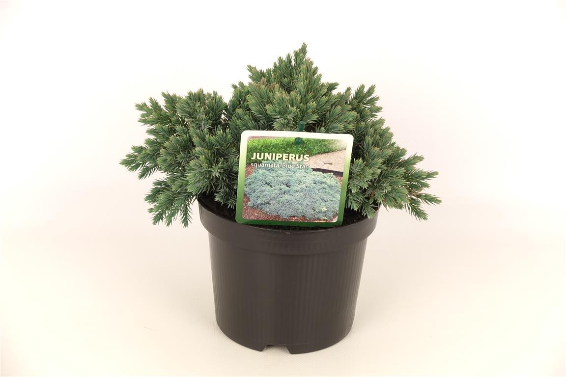 Juniperus squamata &