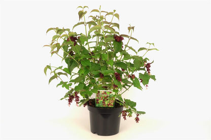 Leycesteria formosa C3 (3 liters kruka) 30-40 cm