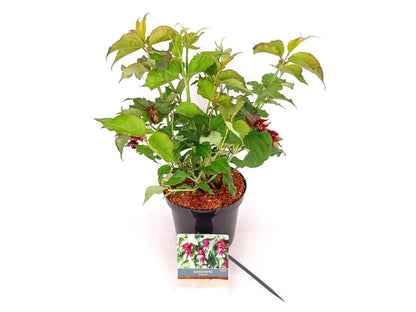 Leycesteria formosa C3 (3 liters kruka) 30-40 cm