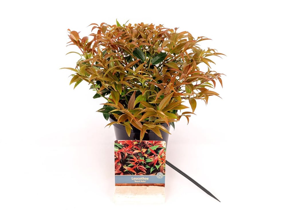 Leucothoe keiskei &