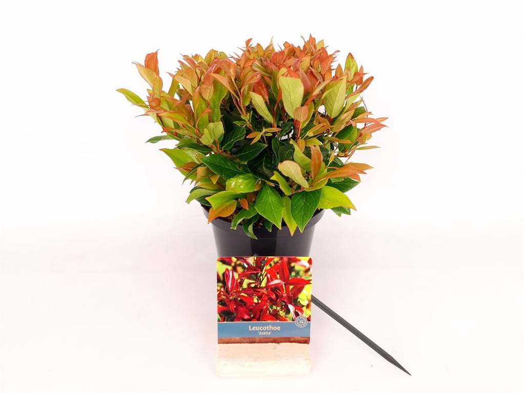 Leucothoe &
